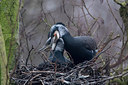 BUITEN BEELD Foto: 311888