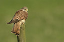 BUITEN BEELD Foto: 311934