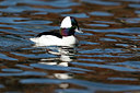 BUITEN BEELD Foto: 311944