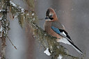 BUITEN BEELD Foto: 311977