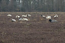 BUITEN BEELD Foto: 311995
