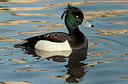 BUITEN BEELD Foto: 312038