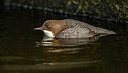 BUITEN BEELD Foto: 312077