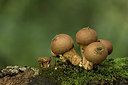 BUITEN BEELD Foto: 312147