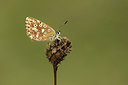 BUITEN BEELD Foto: 312157