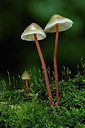 BUITEN BEELD Foto: 312166