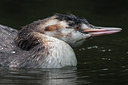 BUITEN BEELD Foto: 312280