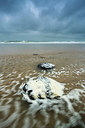 BUITEN BEELD Foto: 312473