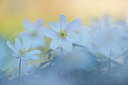 BUITEN BEELD Foto: 312498