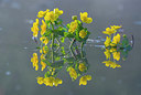 BUITEN BEELD Foto: 312520
