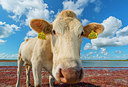 BUITEN BEELD Foto: 312549