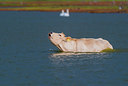 BUITEN BEELD Foto: 312595