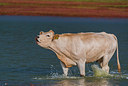 BUITEN BEELD Foto: 312625
