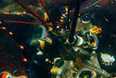 BUITEN BEELD Foto: 312699
