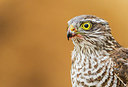 BUITEN BEELD Foto: 312757