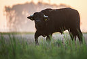 BUITEN BEELD Foto: 312848