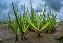 BUITEN BEELD Foto: 312890