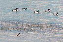 BUITEN BEELD Foto: 312972
