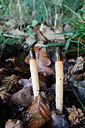 BUITEN BEELD Foto: 313587