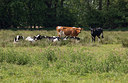 BUITEN BEELD Foto: 313623