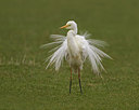 BUITEN BEELD Foto: 313628