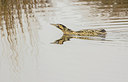 BUITEN BEELD Foto: 313661