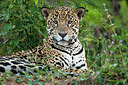 BUITEN BEELD Foto: 313741