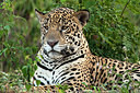 BUITEN BEELD Foto: 313744