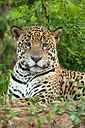 BUITEN BEELD Foto: 313745