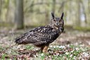 BUITEN BEELD Foto: 313748