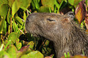 BUITEN BEELD Foto: 313777