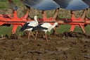 BUITEN BEELD Foto: 313802