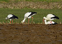 BUITEN BEELD Foto: 313803