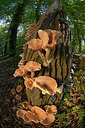 BUITEN BEELD Foto: 313816