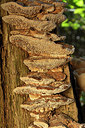 BUITEN BEELD Foto: 313817
