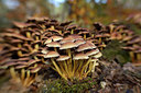BUITEN BEELD Foto: 313818