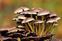 BUITEN BEELD Foto: 313819