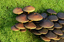 BUITEN BEELD Foto: 313820