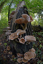 BUITEN BEELD Foto: 313836