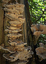 BUITEN BEELD Foto: 313837