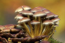 BUITEN BEELD Foto: 313839