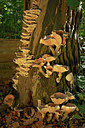 BUITEN BEELD Foto: 313853