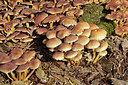 BUITEN BEELD Foto: 313855