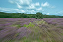 BUITEN BEELD Foto: 313865