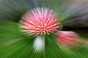 BUITEN BEELD Foto: 313871