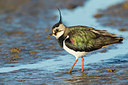 BUITEN BEELD Foto: 313881