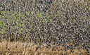BUITEN BEELD Foto: 313893