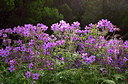 BUITEN BEELD Foto: 313951