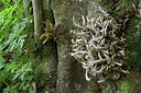BUITEN BEELD Foto: 313987