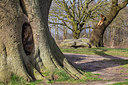 BUITEN BEELD Foto: 314216